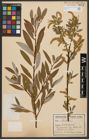 Foto von Salix alba L.